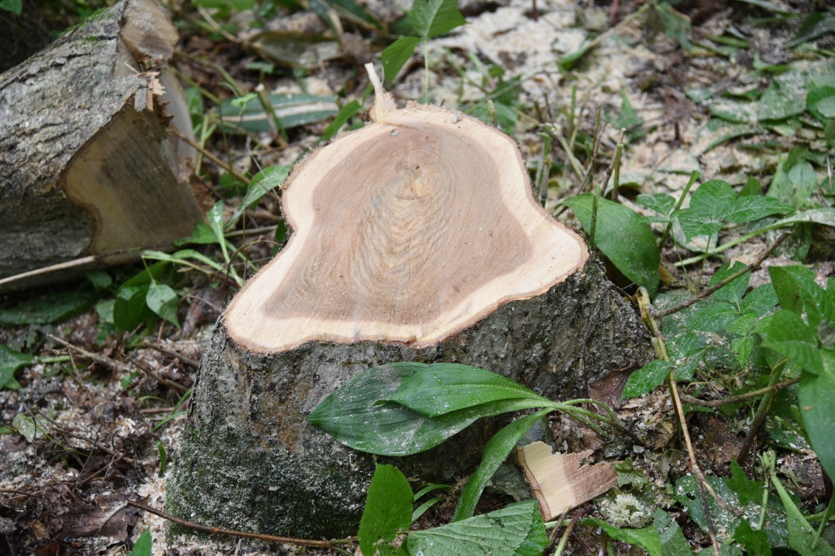 木や自然素材にご興味がある方、必見！山のワークショップ開催！！