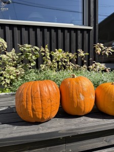 ホクシンモデルⅡ koseligイベント「みんなで飾ろう！ハロウィンハウス」