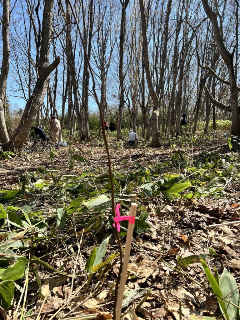 ホクシン山部　春のお手入れ！