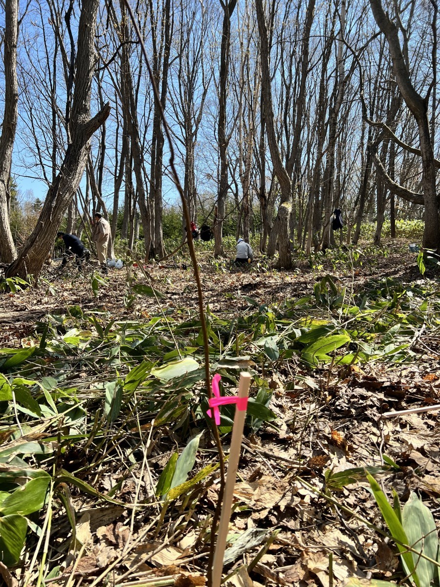 ホクシン山部　春のお手入れ！