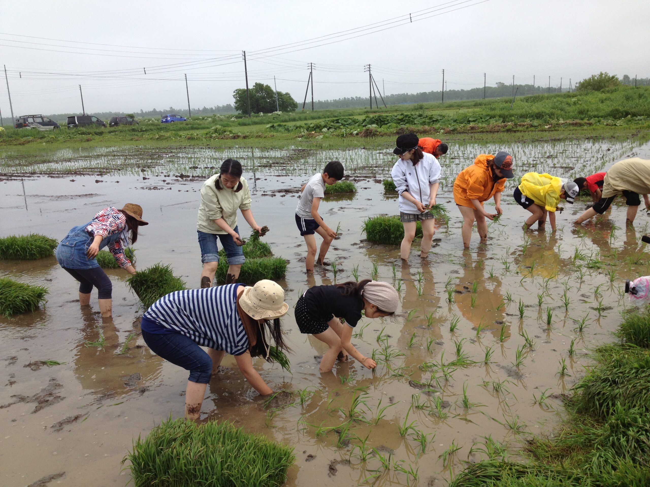 好調（＾＾）/　るるる♪キッチンガーデンくらぶ