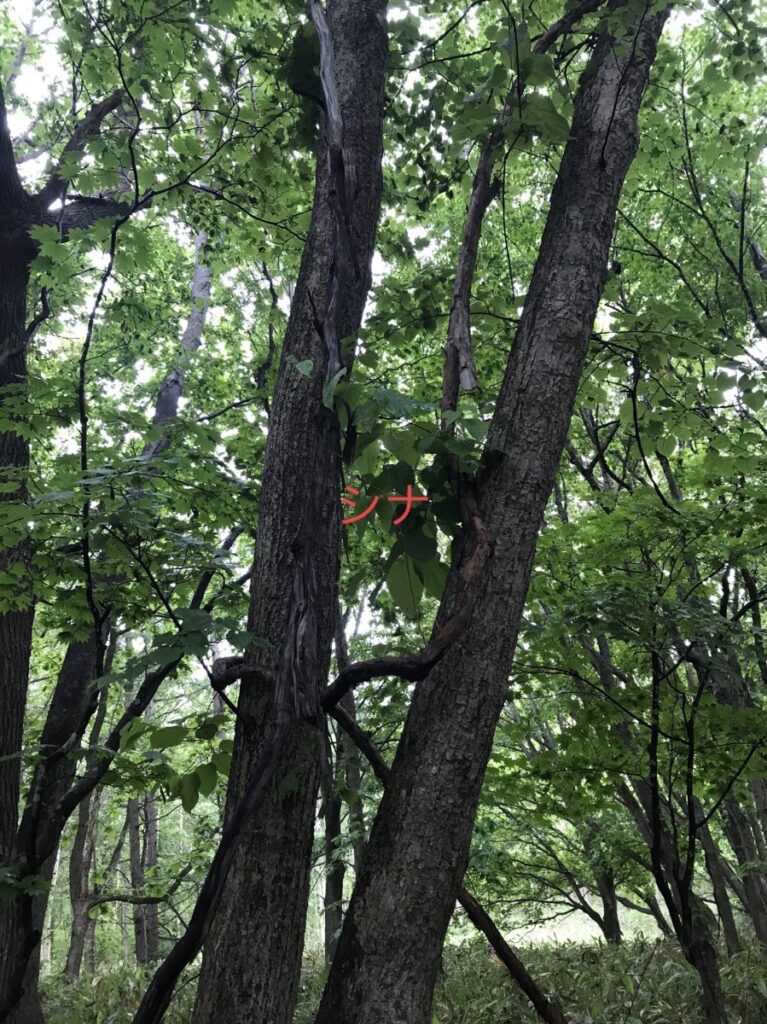 さてさて、明日は”山の日”（^^）