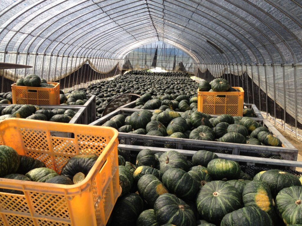 北の国から２０１２　智恵文かぼちゃ畑　編