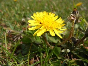 タンポポの花びらの中でアリもお食事！